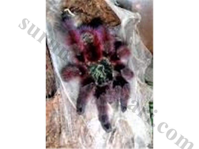 Caribena versicolor